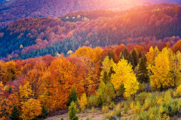 Bosque de otoño coloreado — Foto de Stock