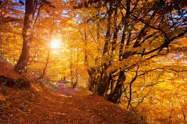 Gekleurde herfst bos — Stockfoto