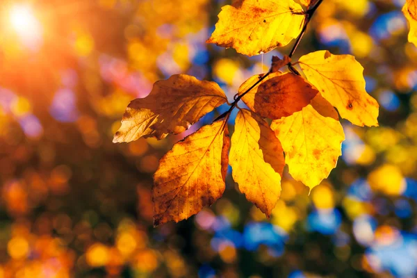 Herfstblad in bos — Stockfoto