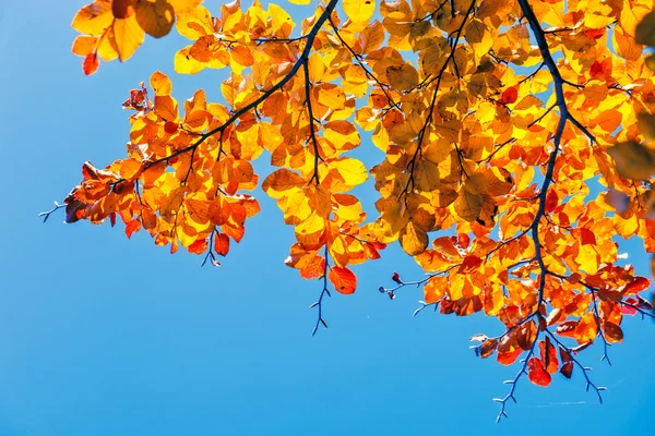 Herbst-Blatt im Wald — Stockfoto