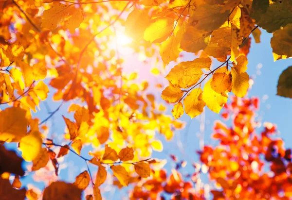 Осенний лист в лесу — стоковое фото