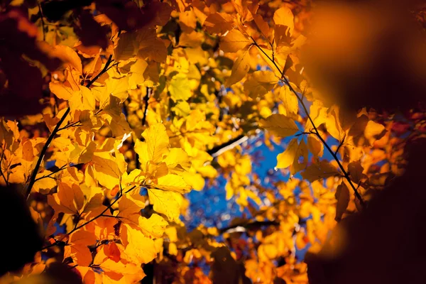 Foglia autunnale nella foresta — Foto Stock