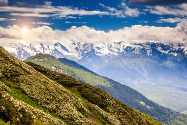 ormangülü çiçek ile Alpine meadows