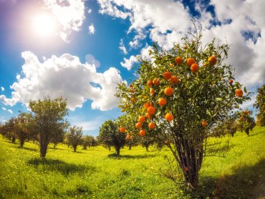 Mavi gökyüzü ile portakal Bahçe görünümünü