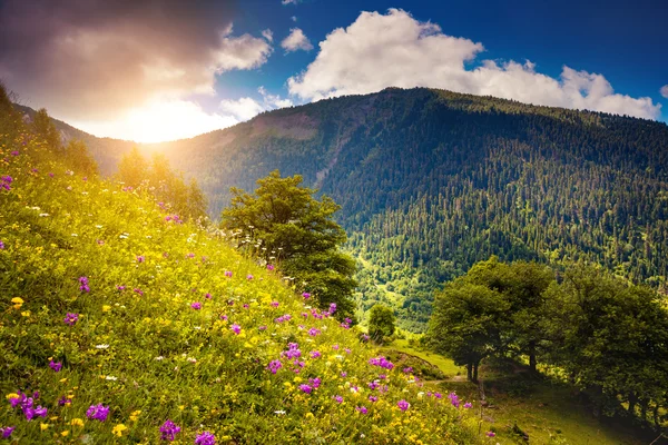 高山の牧草地の眺望 — ストック写真