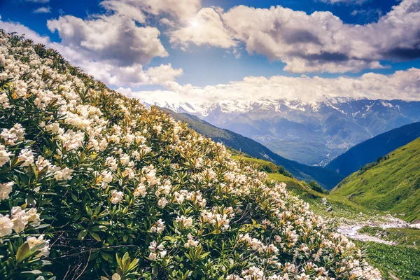 Альпійські луки з квітами рододендрона — стокове фото