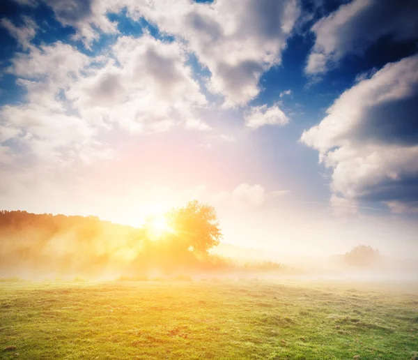 Mistige rivier met verse gras — Stockfoto