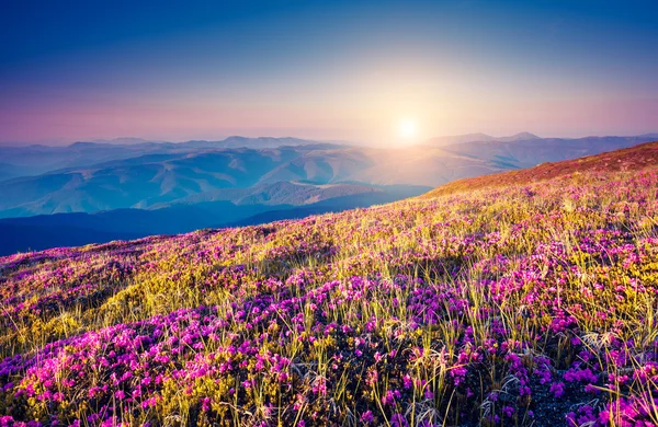 Blick auf die magische Rhododendron-Blüten — Stockfoto