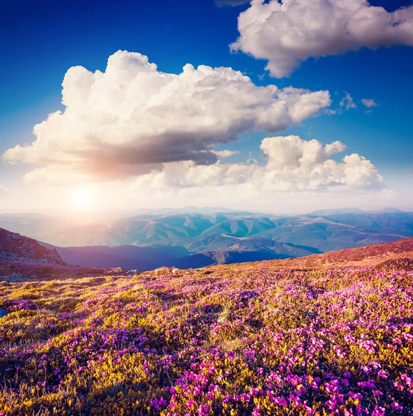 분홍색 진달래 꽃의 보기 — 스톡 사진