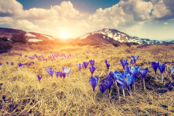 Gran vista de las primeras flores de primavera —  Fotos de Stock