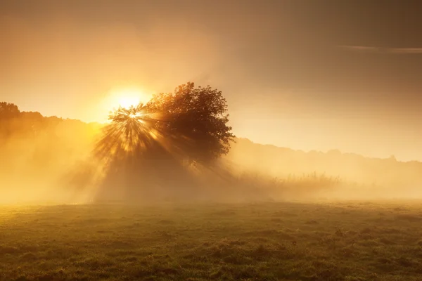 Fantastische mistige rivier — Stockfoto