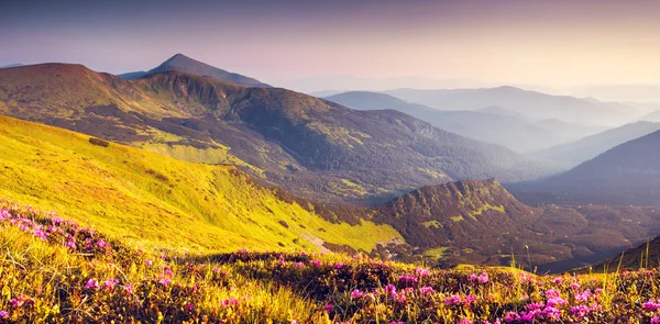 Μαγεία ροζ rhododendron λουλούδια — Φωτογραφία Αρχείου