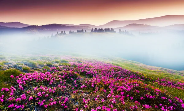 Magische rosa Rhododendron-Blüten — Stockfoto