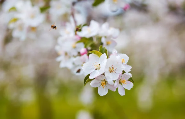 リンゴの木の開花 — ストック写真