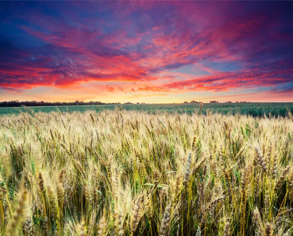 Wheat field at the sunset — Stock Photo, Image