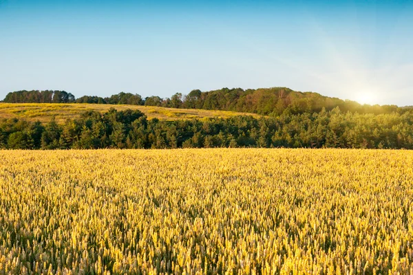 Gouden tarweveld en blauwe lucht. — Stockfoto