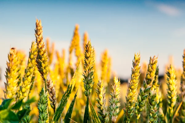 Gold wheat field and blue sky. — Stock Photo, Image