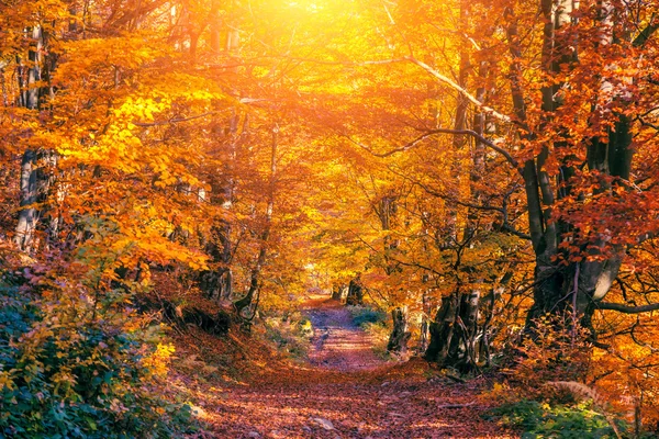 Majestätischer bunter Wald — Stockfoto