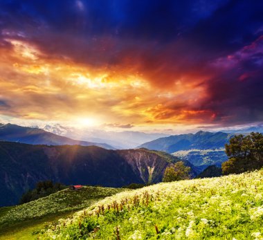 Majestic alpine meadows görünümünü