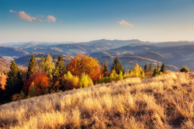 Particolored forest with sunny beams.