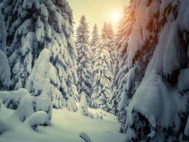 Fantastic snow covered spruce trees