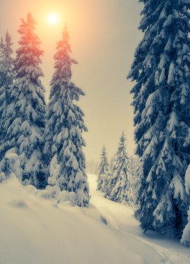 Fantastic snow covered spruce trees