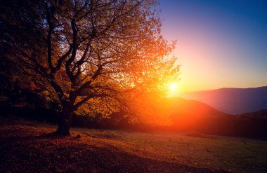 Bir tepenin yamacında görkemli yalnız kayın ağacı