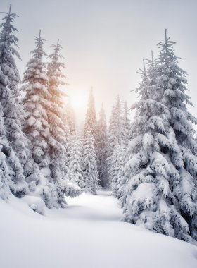 Fantastic snow covered spruce trees