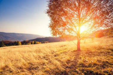 Majestic alone birch tree on a hill slope