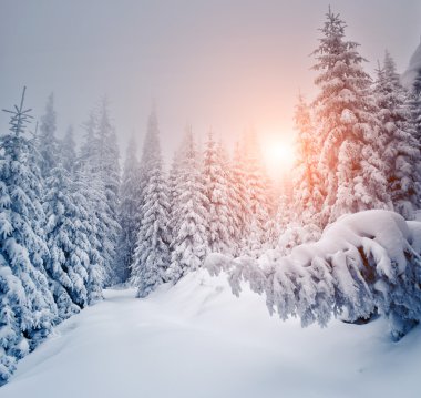 Harika manzara parlak güneş ışığı tarafından.