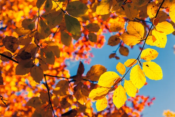 Folhas coloridas contra o céu azul . — Fotografia de Stock