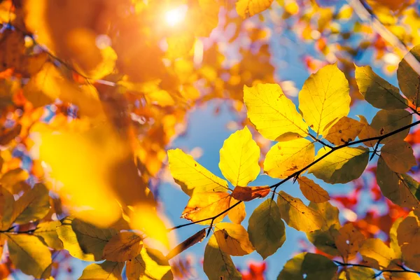 Bunte Blätter gegen blauen Himmel. — Stockfoto