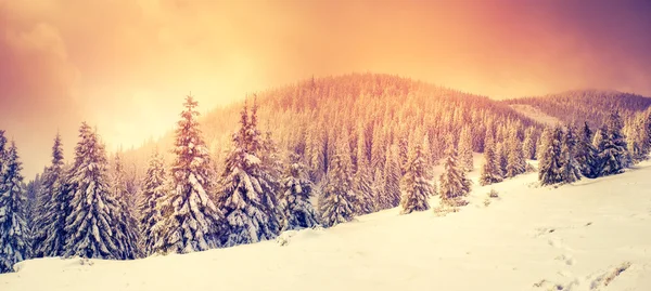 Fantastic winter evening landscap — Stok fotoğraf