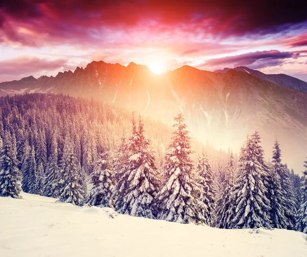 Fantastic winter evening landscap — Stockfoto
