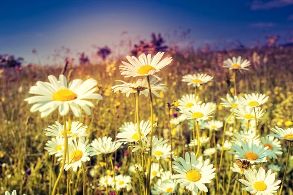 Champ d'été avec marguerites blanches — Photo