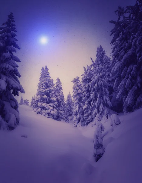 Fantastic snow covered spruce trees — Stock Photo, Image