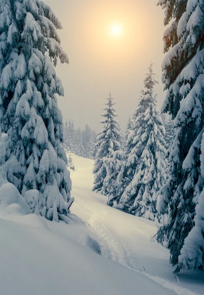 Fantastic snow covered spruce trees — Zdjęcie stockowe