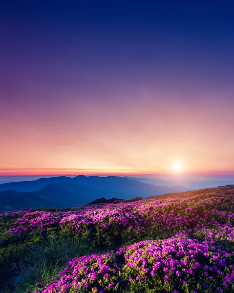 Magic pink rhododendron flowers — Stock Photo, Image