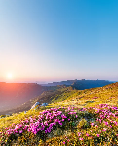 Kouzelný Růžový rododendron květiny — Stock fotografie