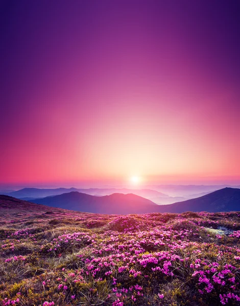 Flores mágicas de rododendro rosa — Foto de Stock