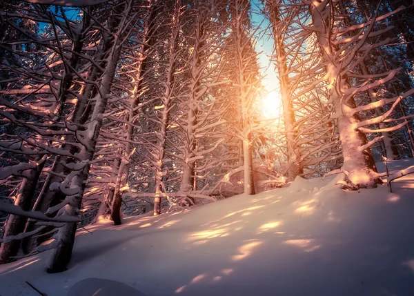 Snow covered spruce trees glow by sunlight — Stockfoto