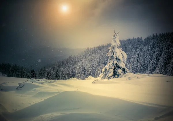 Evening landscape glowing by sunlight. — Φωτογραφία Αρχείου