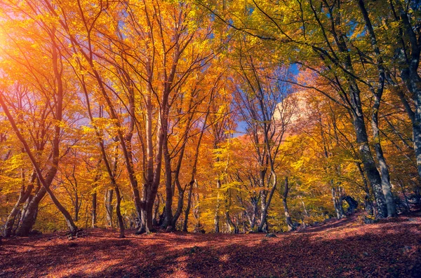 Autumn trees glowing by sunlight. — Stok fotoğraf
