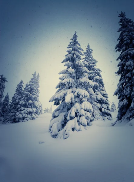 Fantastic snow covered spruce trees — Foto Stock