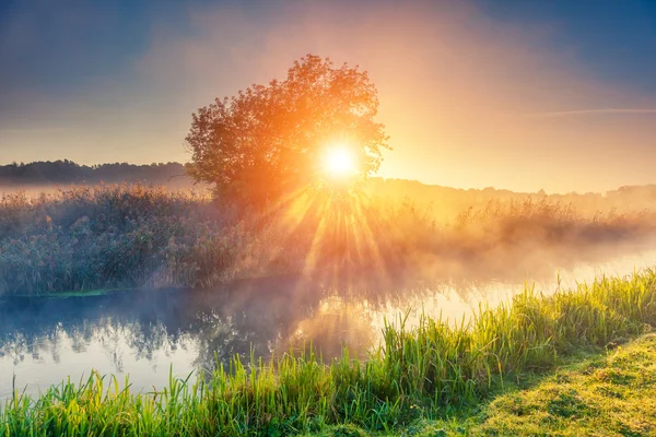 Foggy river with fresh green grass — Stockfoto