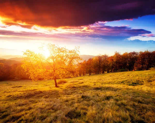 Árbol majestuoso solo haya en una ladera de la colina — Foto de Stock