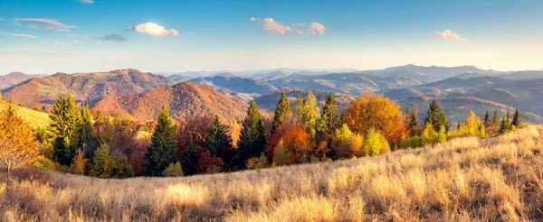 Majestätische Particolored Wald — Stockfoto