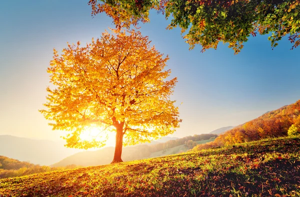 Majestueuze alleen beuken boom op de helling van een heuvel — Stockfoto