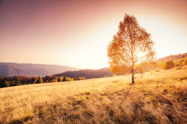 Majestic alone birch tree on a hill slope — Stok fotoğraf
