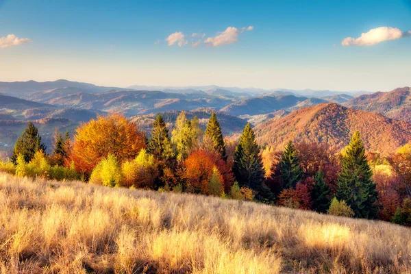 Particolore maestosa foresta — Foto Stock